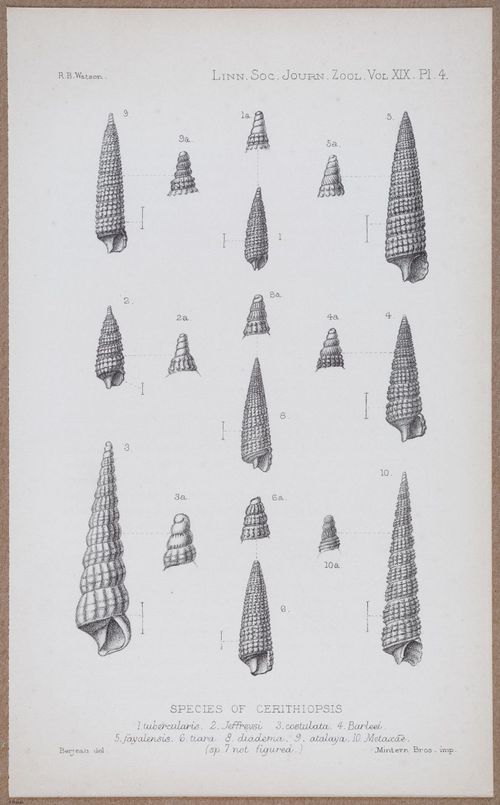 E805 - Linnean - i14355