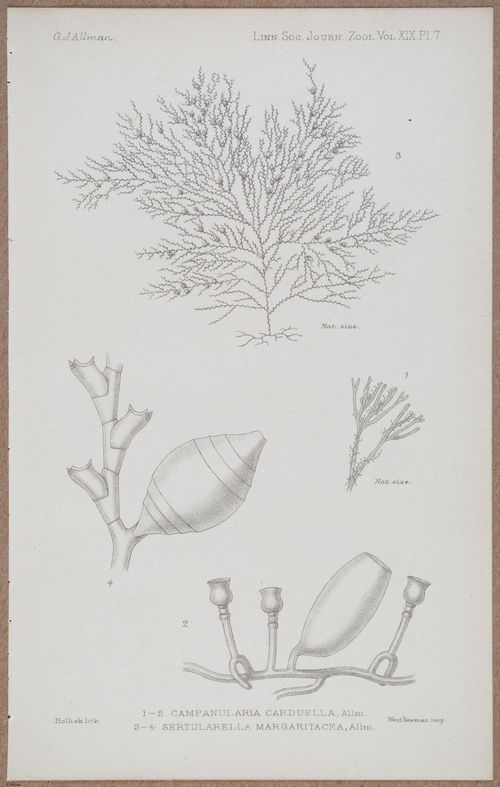 E805 - Linnean - i14358