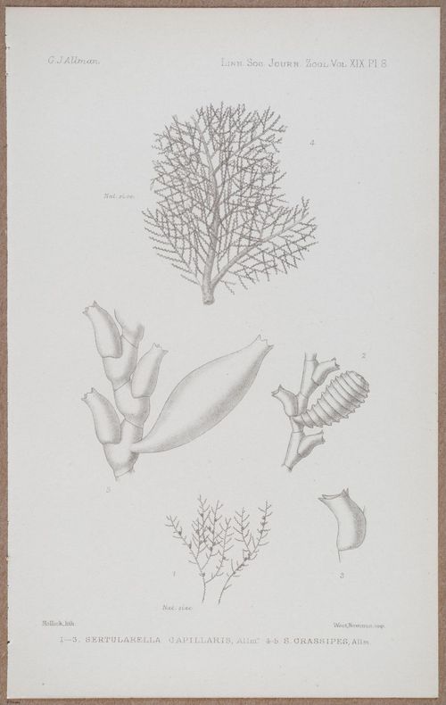 E805 - Linnean - i14359