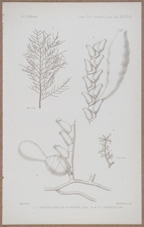 E805 - Linnean - i14360