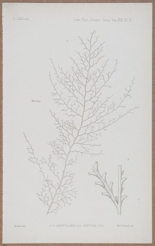 E805 - Linnean - i14362
