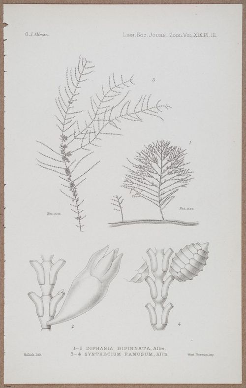 E805 - Linnean - i14363