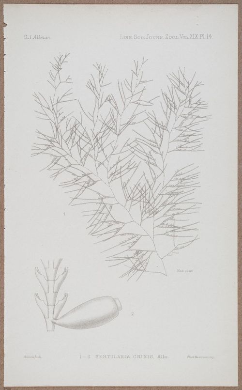 E805 - Linnean - i14365