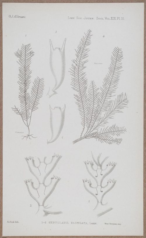E805 - Linnean - i14366