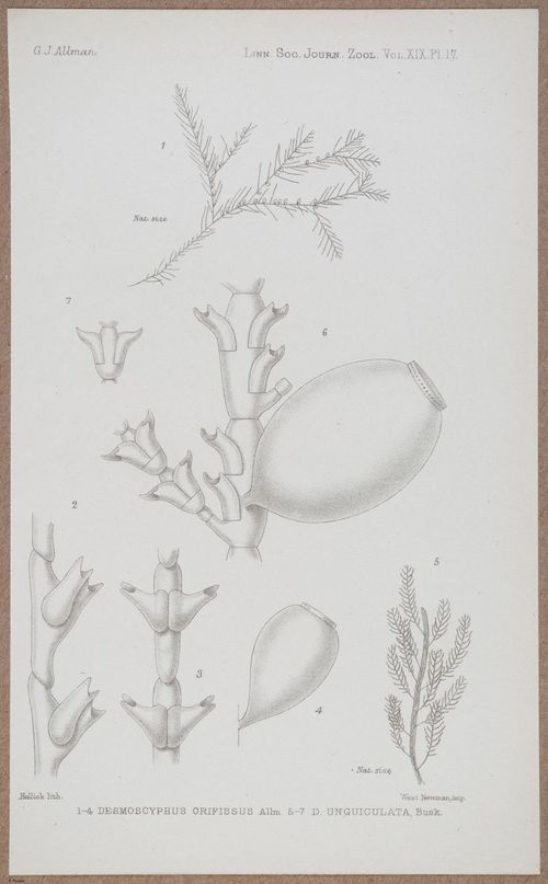 E805 - Linnean - i14368