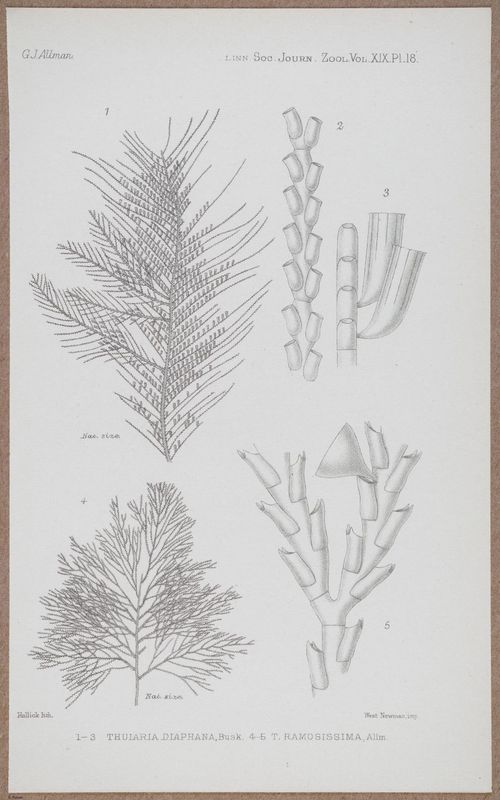 E805 - Linnean - i14369