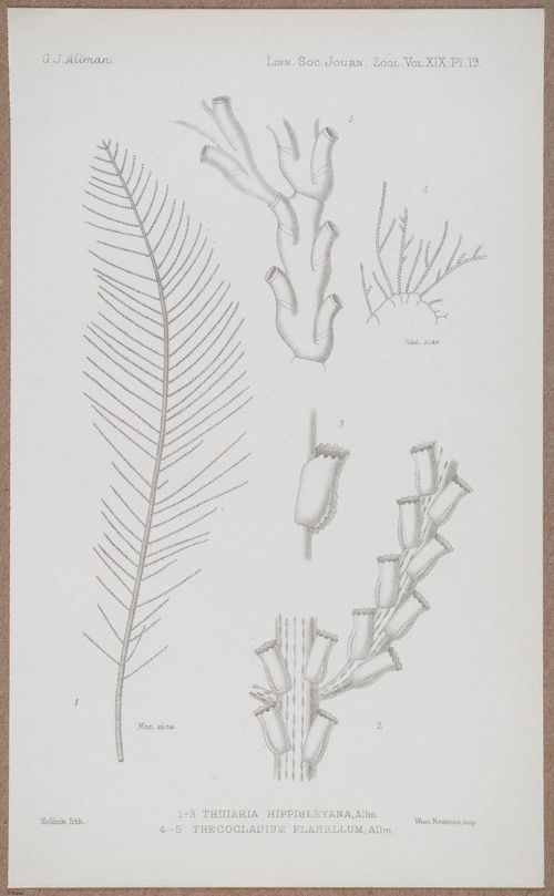 E805 - Linnean - i14370