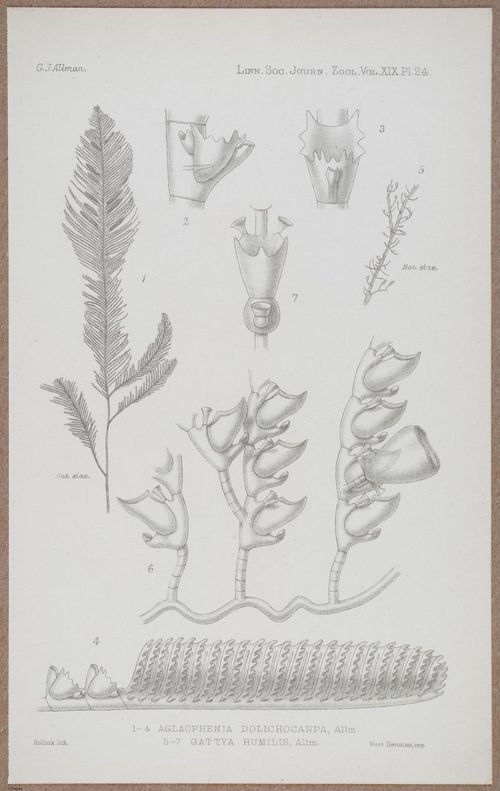 E805 - Linnean - i14375