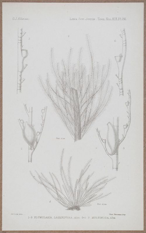 E805 - Linnean - i14377