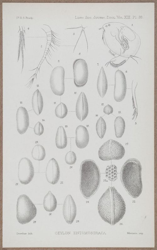 E805 - Linnean - i14390