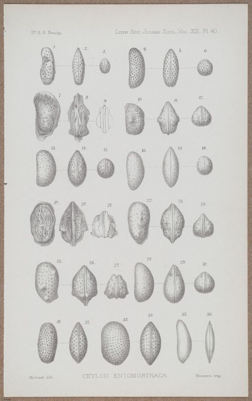 E805 - Linnean - i14392