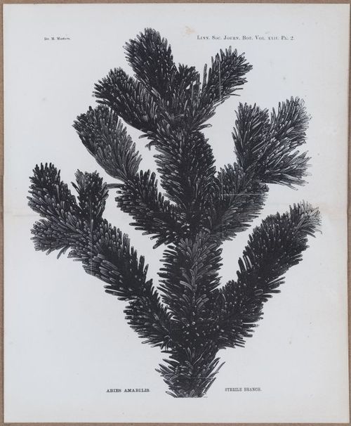 E805 - Linnean - i14401-14402