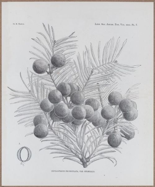 E805 - Linnean - i14411-14412