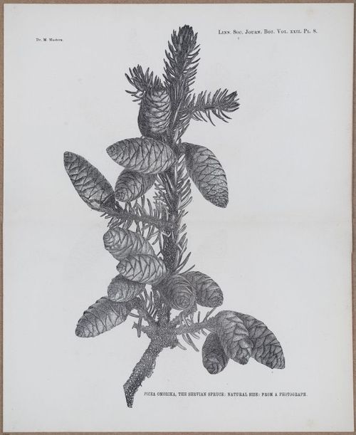 E805 - Linnean - i14413-14414