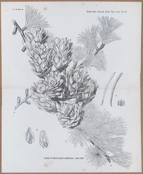 E805 - Linnean - i14415-14416