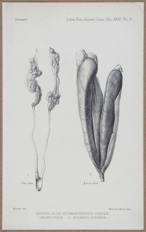 E805 - Linnean - i14458