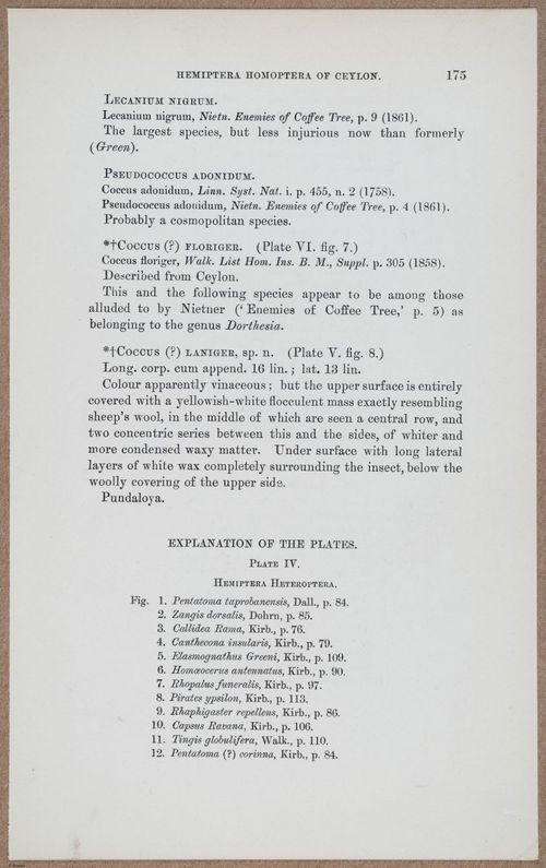 E805 - Linnean - i14460