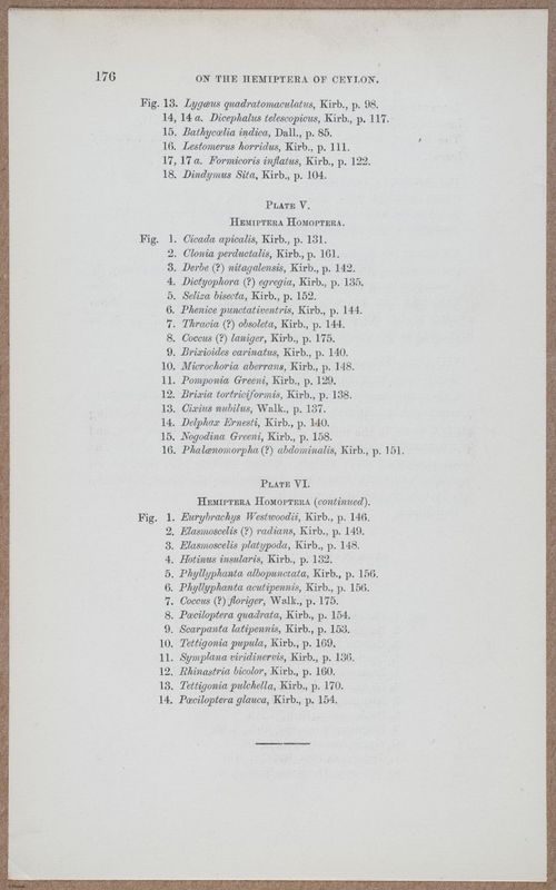E805 - Linnean - i14461