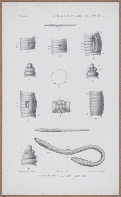 E805 - Linnean - i14480