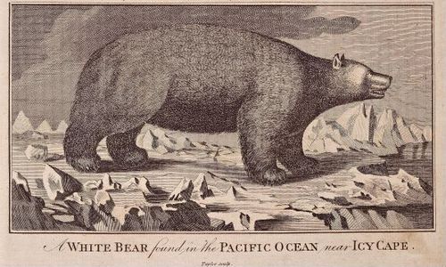 A White Bear Found in the Pacific Ocean near Icy Cape