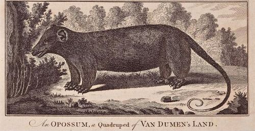 An Opossum, a Quadruped of Van Dumen (Diemen's) Land